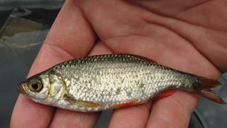 Balata LAZAR Alexandria  15 - 16 aug.